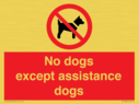 no-dogs-except-assistance-dogs~